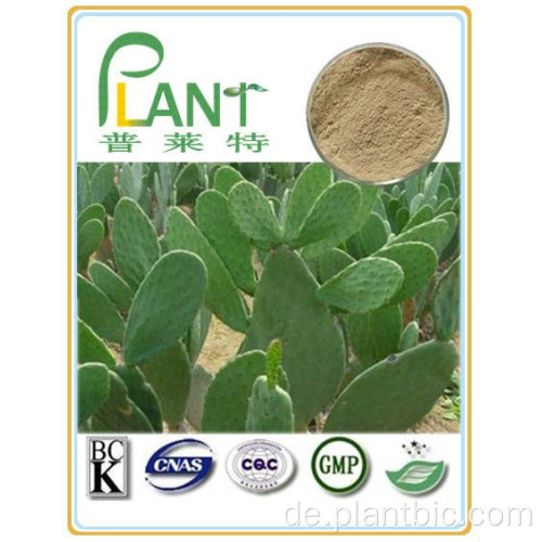 Fabrikangebot Pure Natürliche Pflanzenextrakte Kaktus-Extrakt